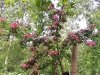 Crataegus laevigata 'Crimson Cloud'