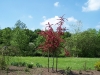 Crataegus laevigata 'Paul's Scarlet'