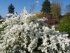 Exochorda X macrantha 'The Bride'