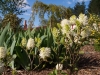 Fothergilla major