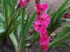 Gladiolus 'Invitation'