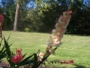 Gladiolus 'Pink Soledo'