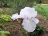 Iris 'Aubade'
