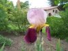 Iris 'Prince d'Orange'