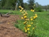 Kerria japonica f. pleniflora