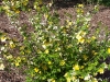 Kerria japonica 'Golden Guinea'