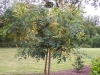 Koelreuteria paniculata