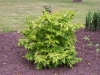 Leycesteria formosa 'Golden lanterns'