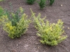 Ligustrum ovalifolium 'Aureum'