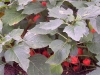 Physalis franchetii 'Zwerg'