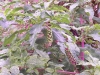 Phytolacca americana