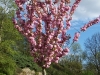 Prunus 'Kanzan'