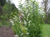 Prunus padus