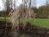 Prunus X subhirtella 'Pendula'
