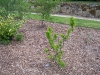 Robinia 'Twisty Baby'