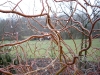 Salix 'Erythroflexuosa'