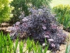 Sambucus nigra 'Black Lace Eva'