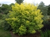 Sambucus racemosa 'Sutherland Gold'