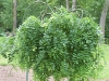 Sophora japonica 'Pendula'