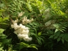 Sorbaria sorbifolia