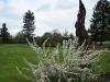 Spiraea prunifolia 'Plena'
