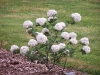 Viburnum x carlcephalum 