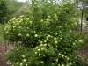 Viburnum opulus 'Roseum'