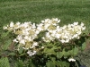 Viburnum plicatum 'Mariesii'