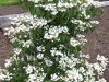 Viburnum plicatum 'Nanum Semperflorens'