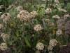 Viburnum rhytidophyllum 'Holland'