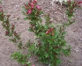 Weigela 'Bristol Ruby'