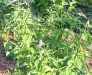 Agastache rugosa