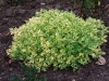 Artemisia 'Limelight'