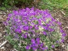 Aubrieta 'Silberrand'