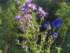 Campanula lactiflora 'Prichard's Variety'