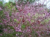 Cercis canadensis 'Forest Pansy'