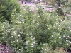 Cornus stolonifera 'Flaviramea'