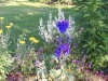 Delphinium 'Finsteraarhorn'