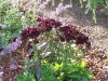 Dianthus barbatus nigrescens 'Sooty'