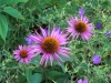 Echinacea purpurea 'Pica Bella'