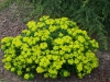 Euphorbia polychroma