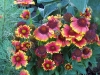 Gaillardia aristata 'Arizona Sun'
