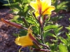 Hemerocallis 'Golden Chimes'