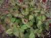 Hypericum androsaemum 'Albury Purple'