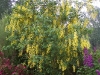Laburnum anagyroides