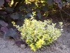 Ligustrum ovalifolium 'Aureum'