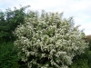 Ligustrum vulgare
