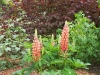 Lupinus 'Rote Flamme'