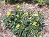 Mahonia aquifolium