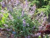 Nepeta 'Walker's Low'